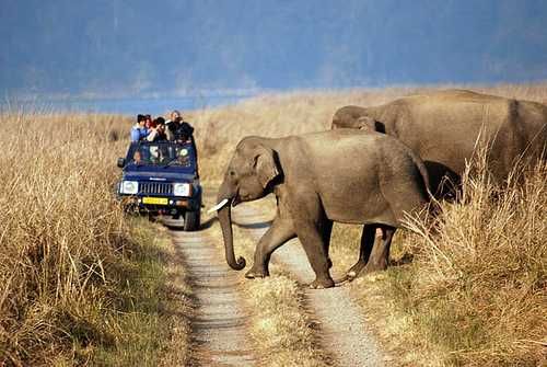 elephant safari in jim corbett national park 
