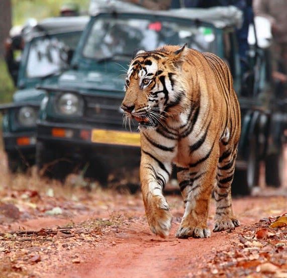 Jim Corbett National Park 